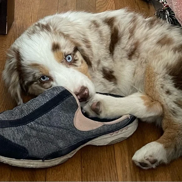 Meet your Posher, Brodie Sky🐾 - Picture 11 of 12